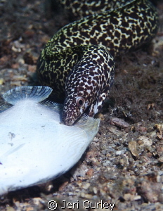 Diving Blue Heron Bridge, we spotted this spotted moray t... by Jeri Curley 